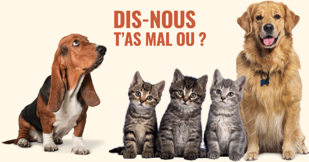 Communication animale chien chat- Nathalie Pennetier énergéticienne